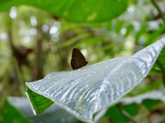 Hermeuptychia harmonia