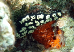 Botryllus