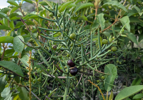 thorn shrub (Scutia spicata)