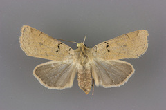 Richia chortalis