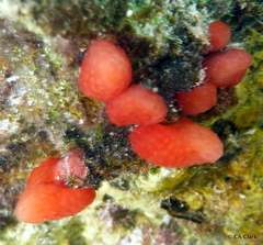 Eudistoma
