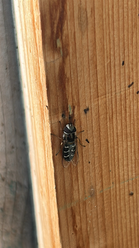 Unknown species found near N Fifth W, Idaho Falls, ID, US