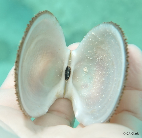 Rough File Clam