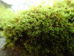 Zygodon viridissimus