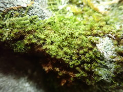 Zygodon viridissimus