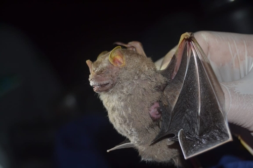 Hairy Big-eyed Bat