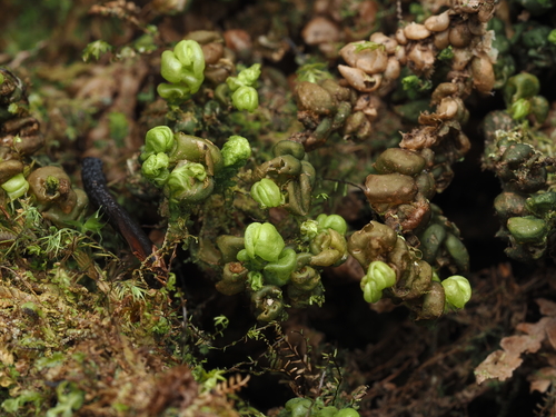 Plagiochila cucullifolia