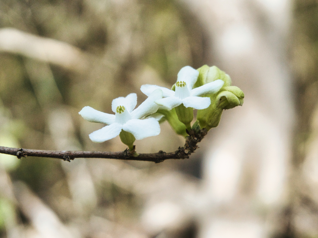 Casearia yucatanensis; photograph (c) Abraham A. Gómez Landero, some rights reserved (CC BY)