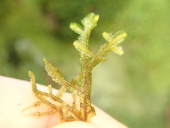 Porella roellii