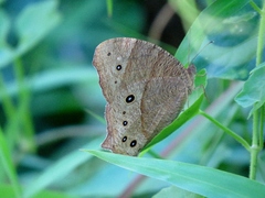 Melanitis leda leda