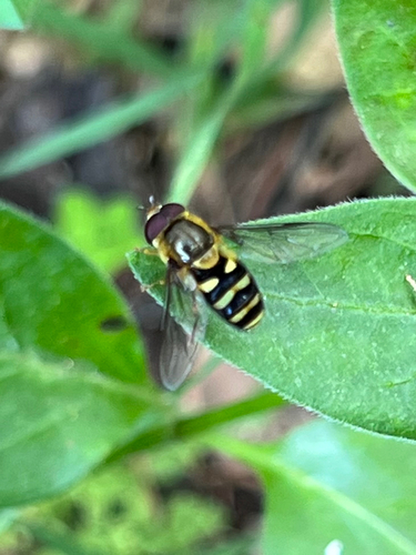 Unknown species found near Fallbrook, CA, US