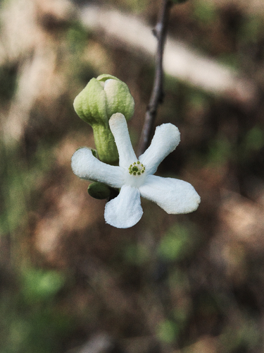 Casearia yucatanensis, photograph 6