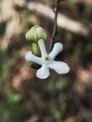 Casearia yucatanensis, photograph (c) Abraham A. Gómez Landero, some rights reserved (CC BY)
