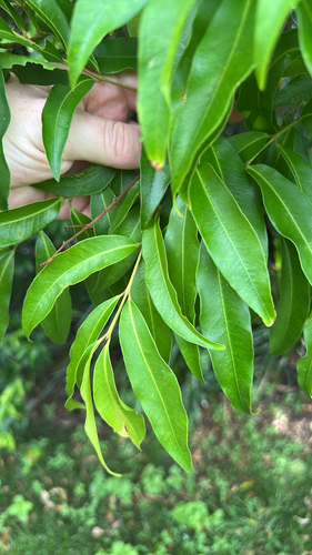 Syzygium floribundum observed 2026-03-17