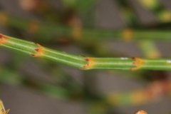 Allocasuarina fraseriana