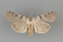 Richia parentalis