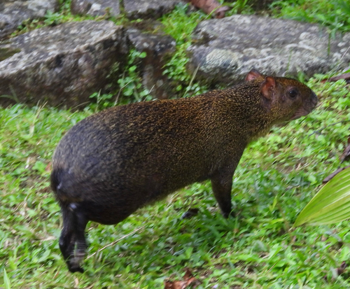 Brown Agouti