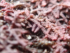 Frullania californica