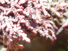 Frullania californica