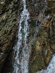 Hygrohypnum