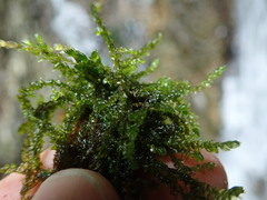 Hygrohypnum