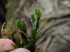 Fissidens grandifrons