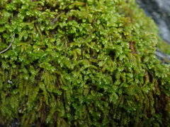 Eurhynchiastrum pulchellum