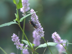 Psorthaspis sanguinea