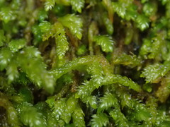 Eurhynchiastrum pulchellum