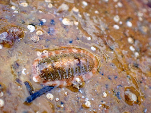 Callistochiton decoratus, 2026-03-13