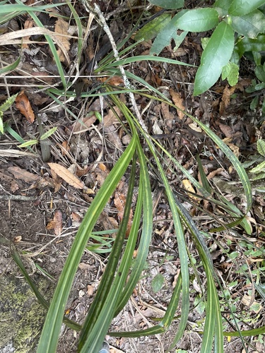 Ti Ngahere (Cordyline banksii)