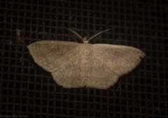 Perixera griseata