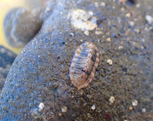 Callistochiton decoratus, 2026-03-14