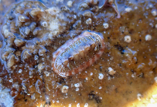 Callistochiton decoratus, 2026-03-14