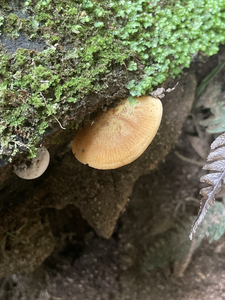 Heimiomyces velutipes · March 2026 · photo: © lisa_bennett (iNaturalist, cc-by)