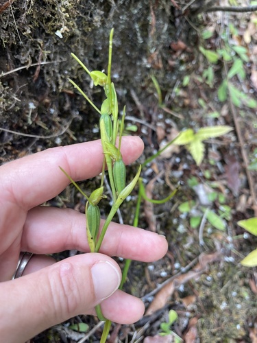 Orthoceras strictum, 2026-03-17