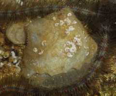 Isognomon janus
