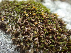 Schistidium dupretii