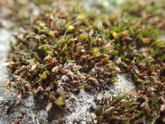 Schistidium dupretii