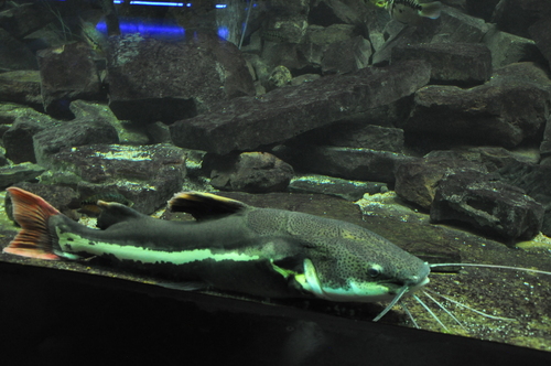 Red Tail Catfish