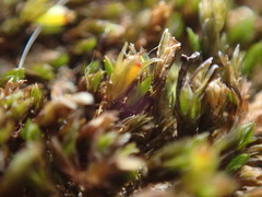 Schistidium dupretii