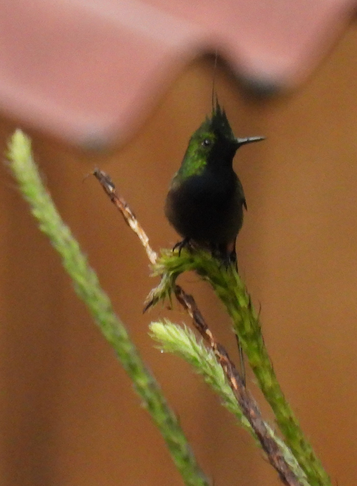 Wire-crested Thorntail (Discosura popelairii), photo 1