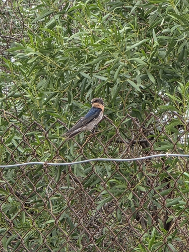 Welcome Swallow