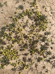 Lepidium flavum felipense