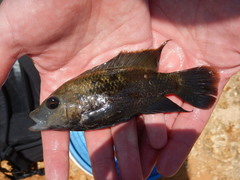 Oreochromis urolepis