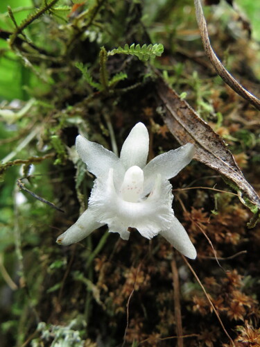 Kefersteinia lactea