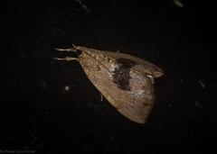 Crocidolomia suffusalis