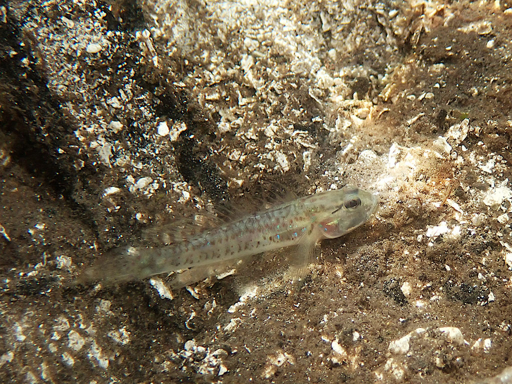 Bighead goby (Drombus globiceps) — Gobiidae