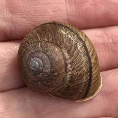 Helminthoglypta nickliniana