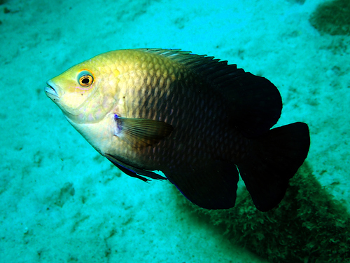 Hemiglyphidodon plagiometopon